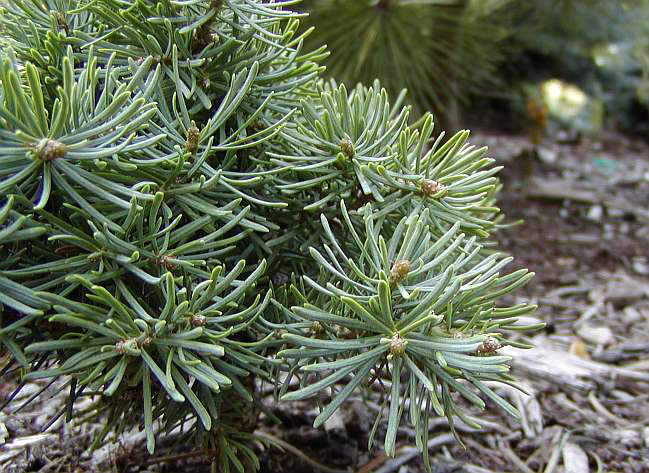 Abies concolor 