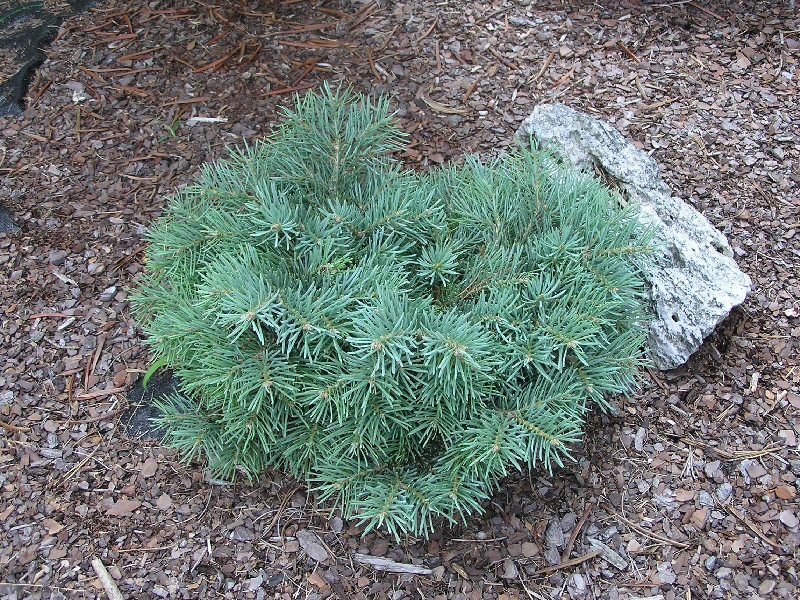 Abies concolor 