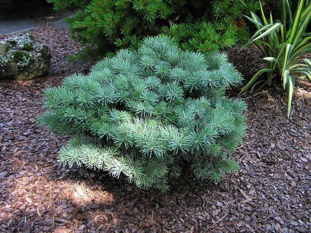 Abies concolor 