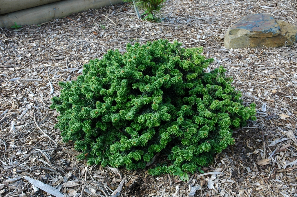 Abies balsamea 
