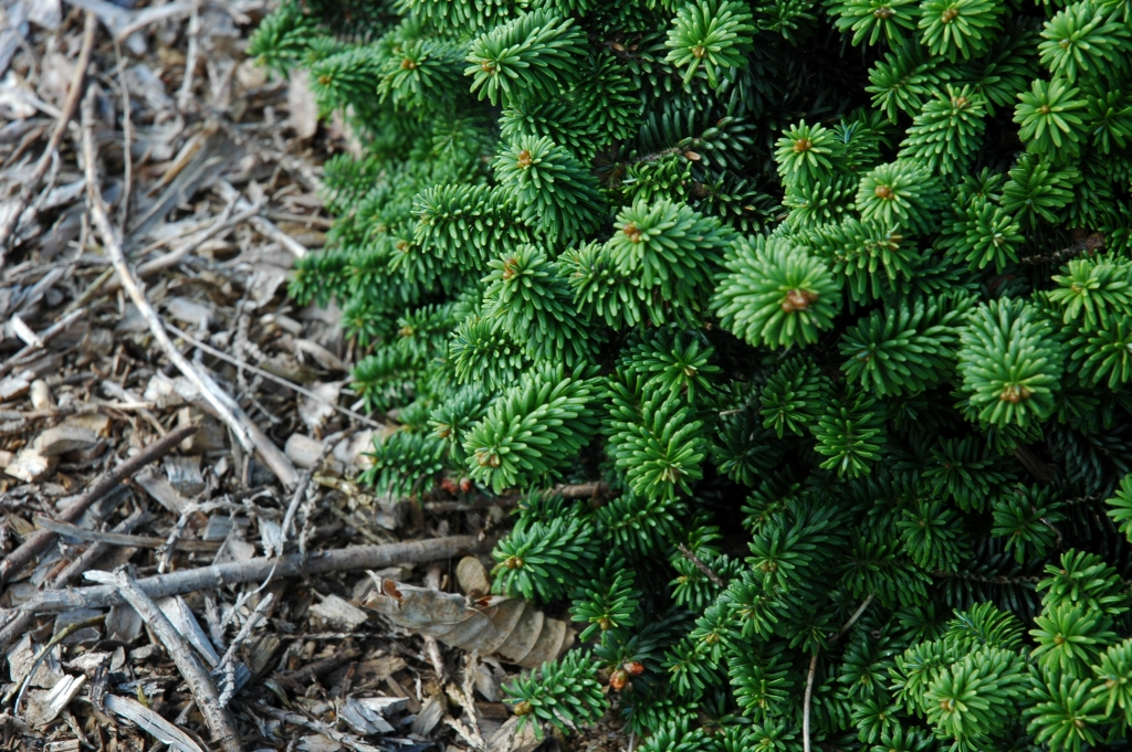 Abies balsamea 
