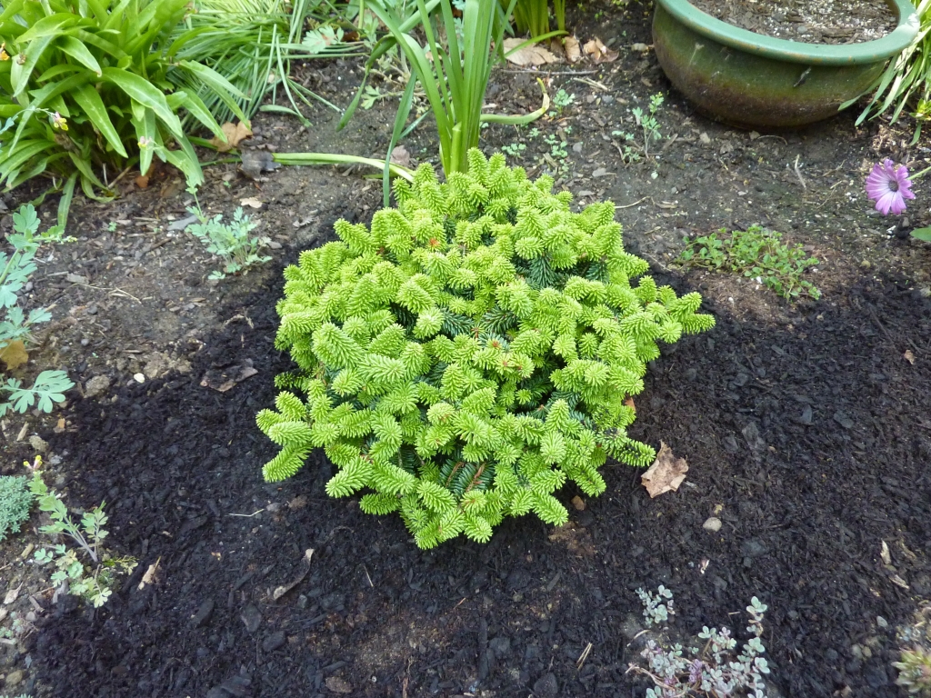 Abies balsamea 