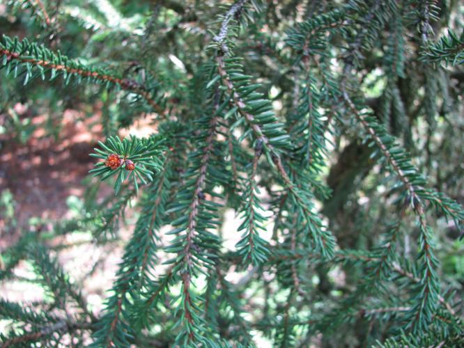 Picea abies 