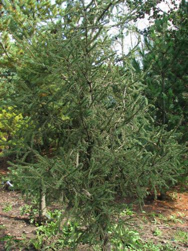 Picea abies 
