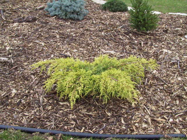 Juniperus × pfitzeriana 
