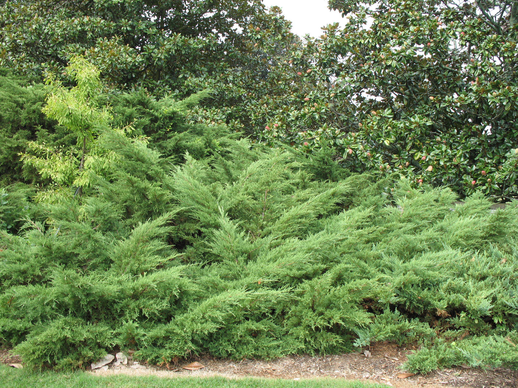 Juniperus × pfitzeriana 