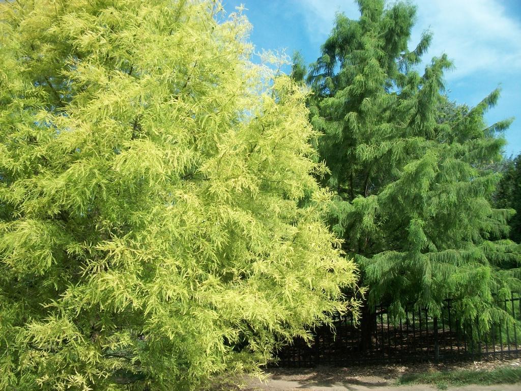 Taxodium distichum 