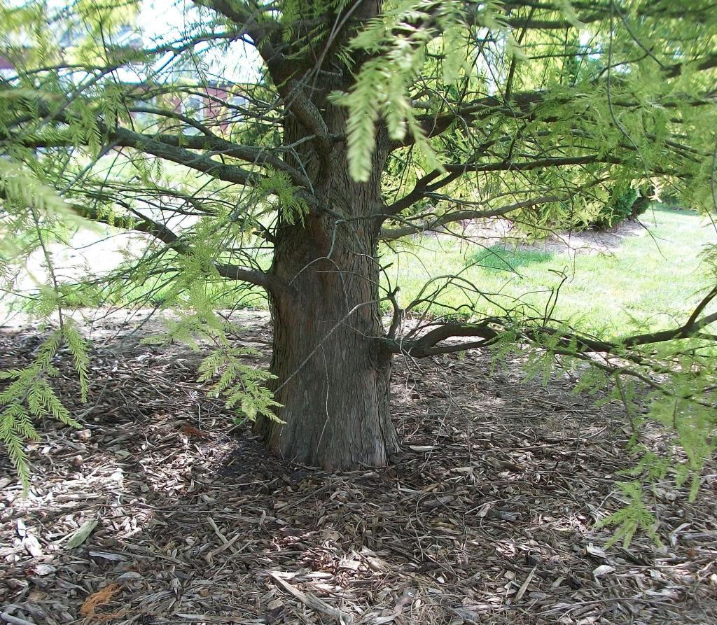 Taxodium distichum 