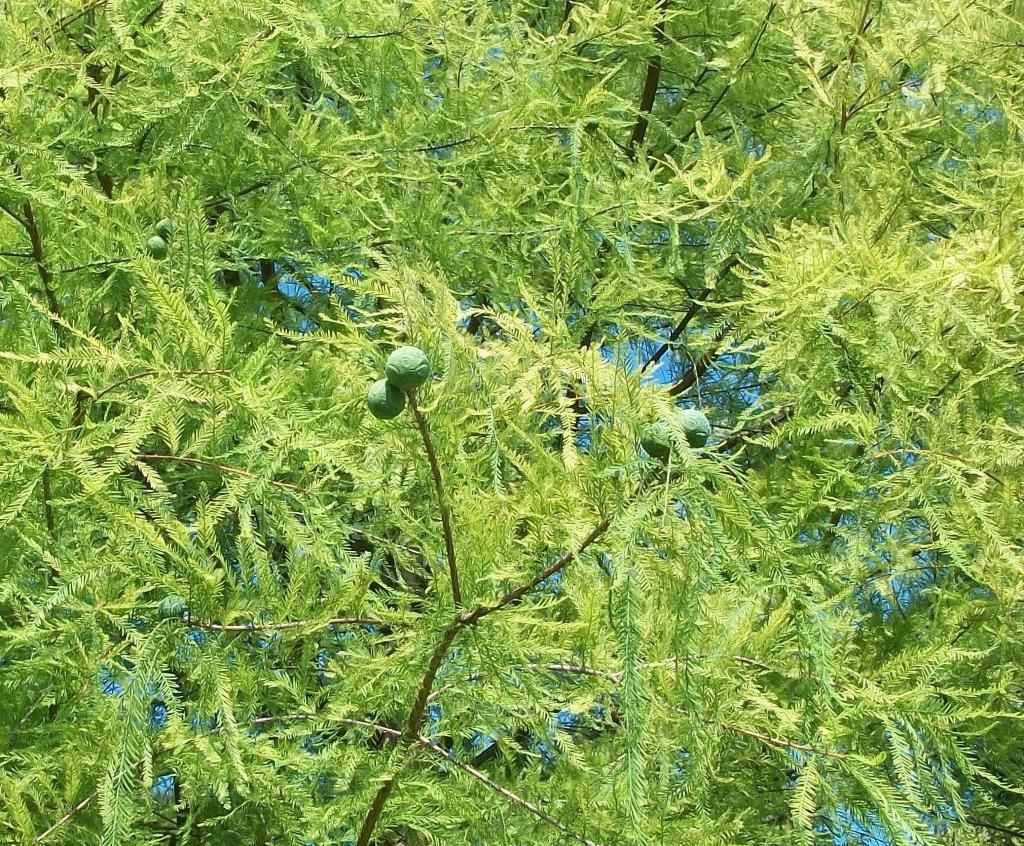 Taxodium distichum 
