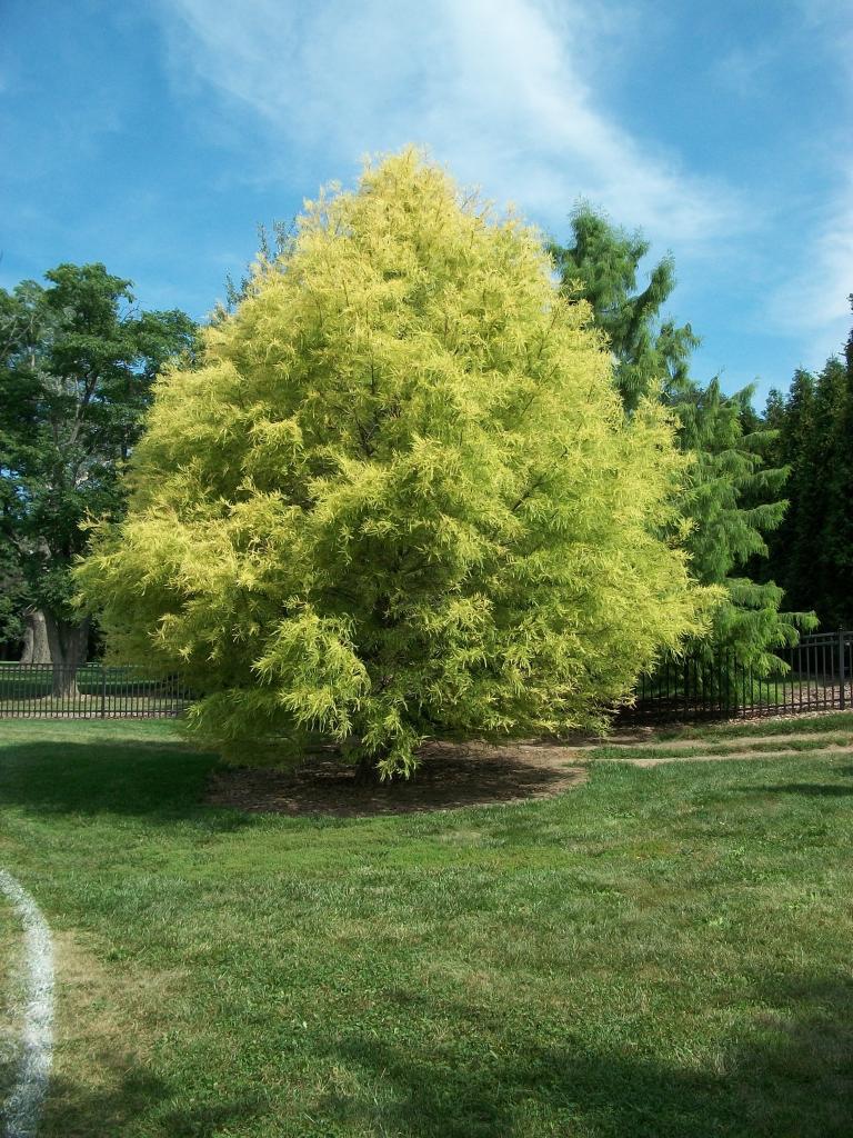 Taxodium distichum 
