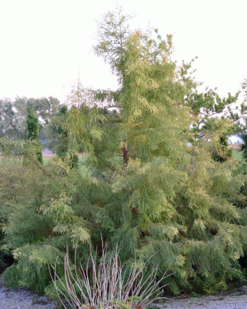 Taxodium distichum 
