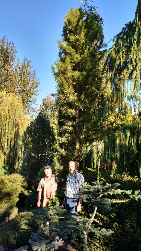 Taxodium distichum 