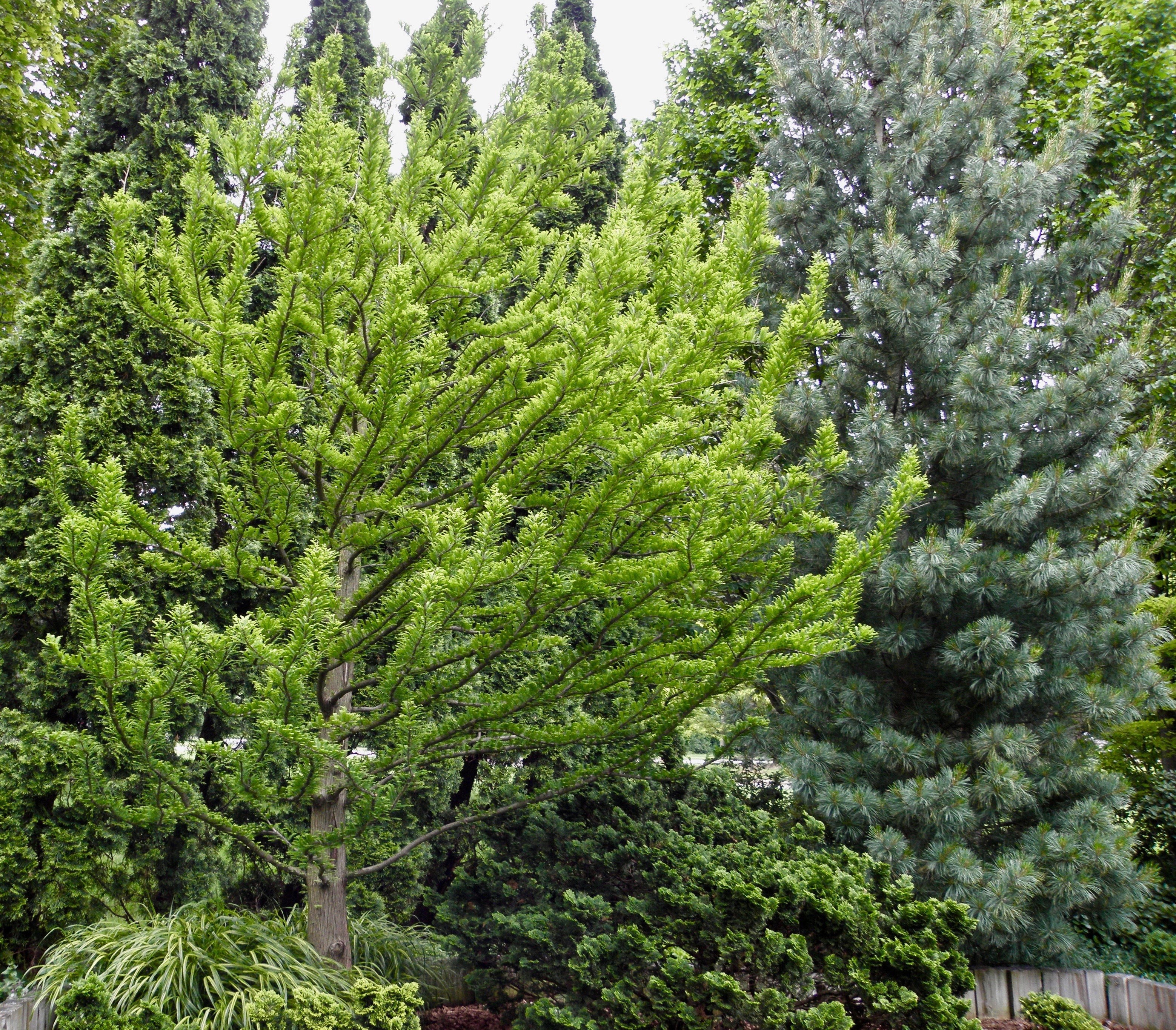 Taxodium distichum 
