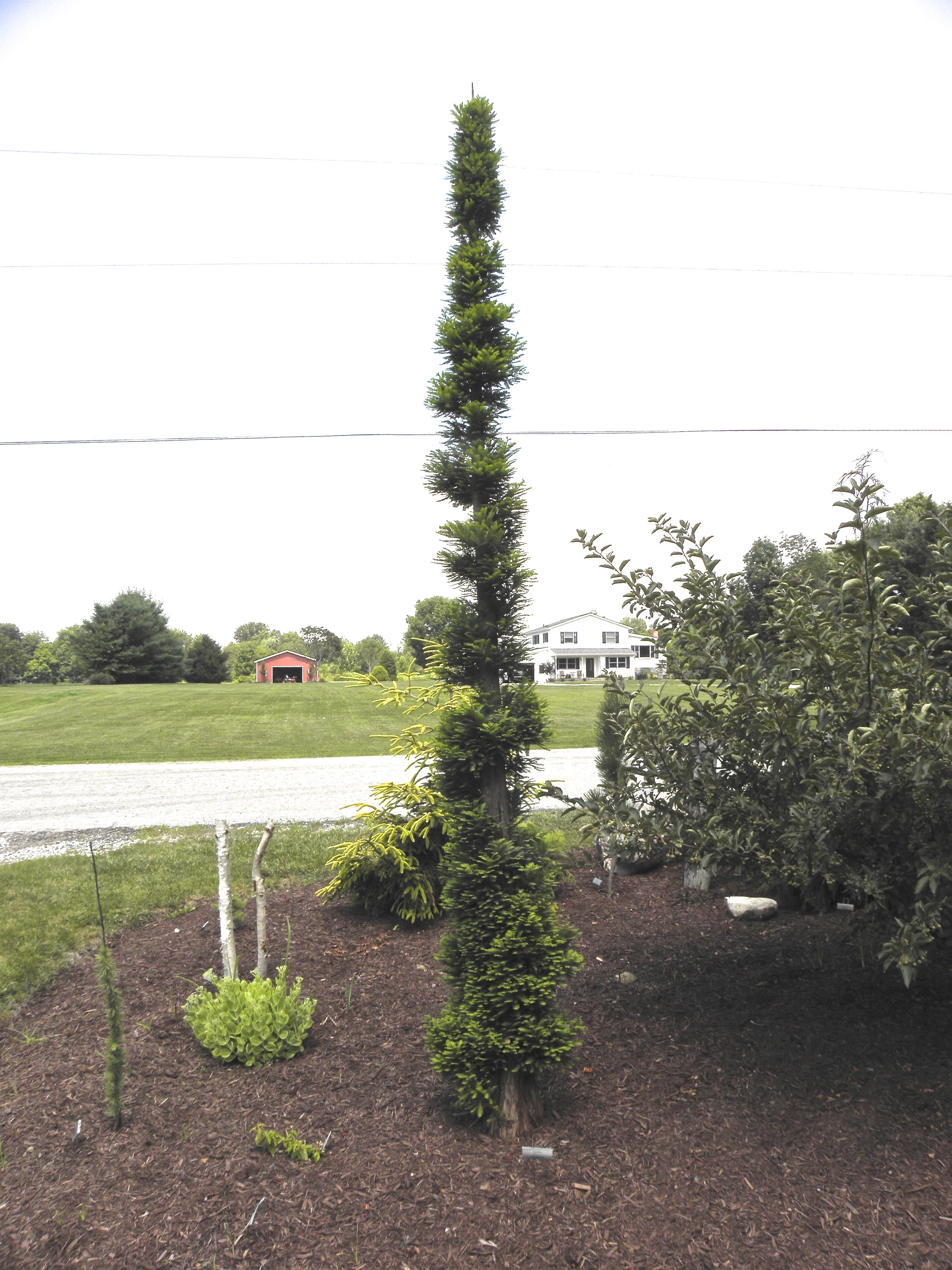 Taxodium distichum 