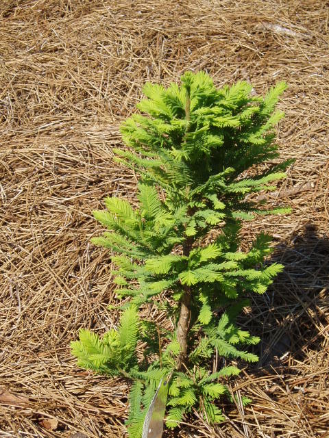 Taxodium distichum 