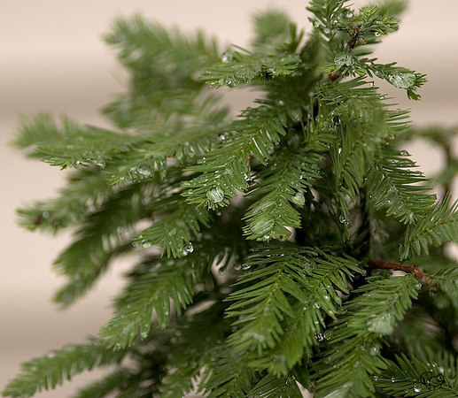 Taxodium distichum 