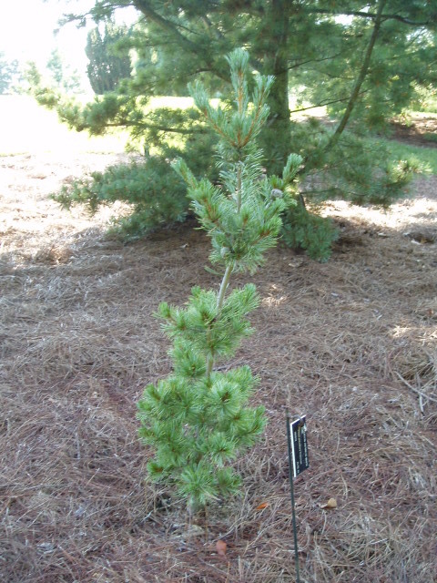 Pinus parviflora 
