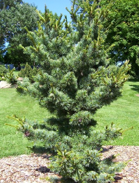 Pinus parviflora 