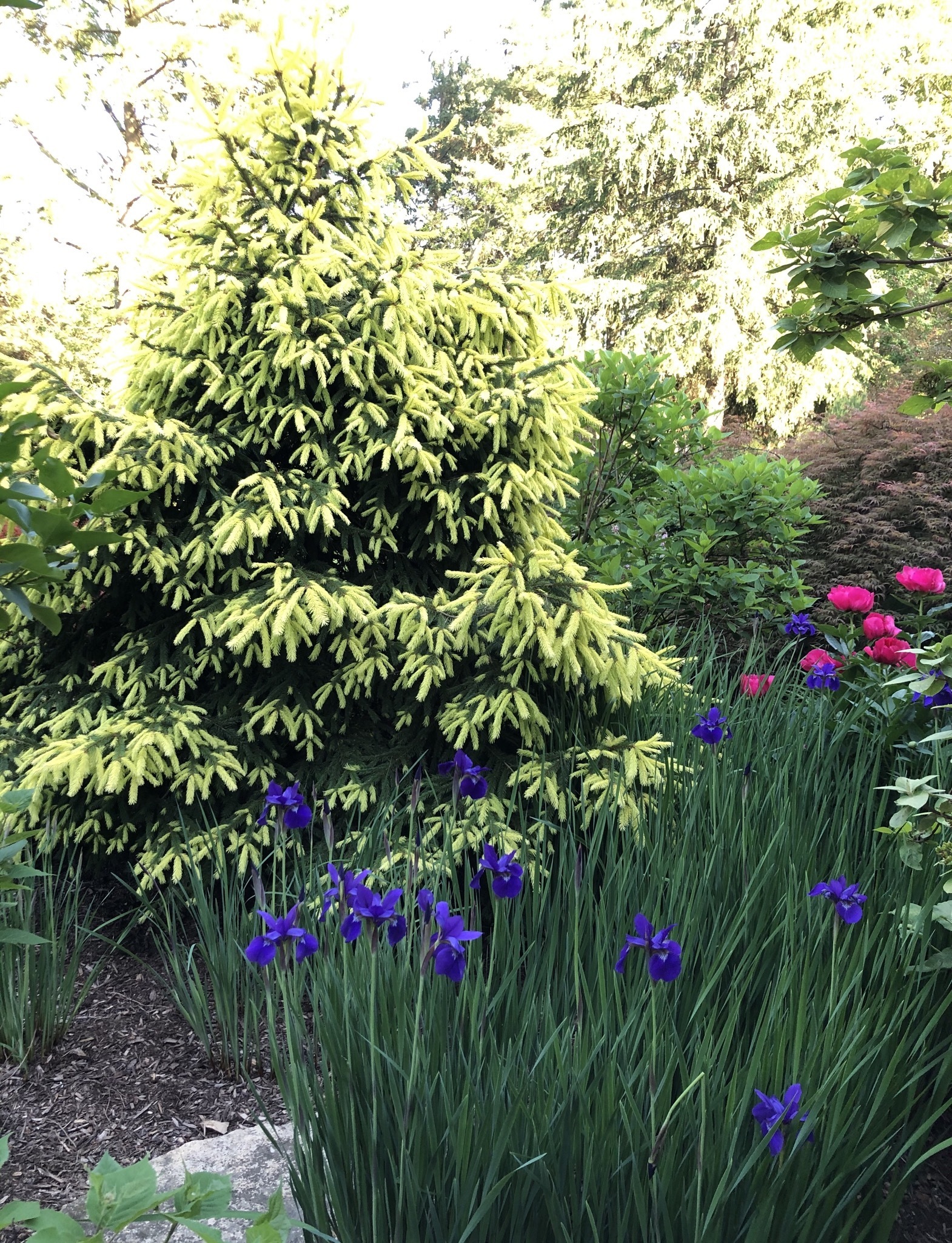 Picea abies 