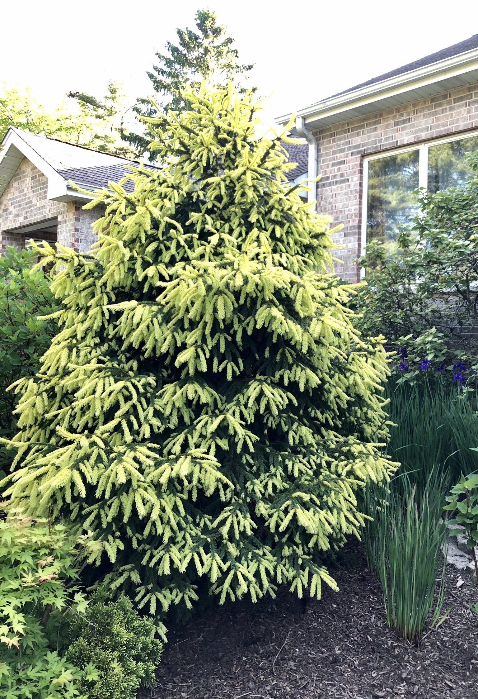 Picea abies 