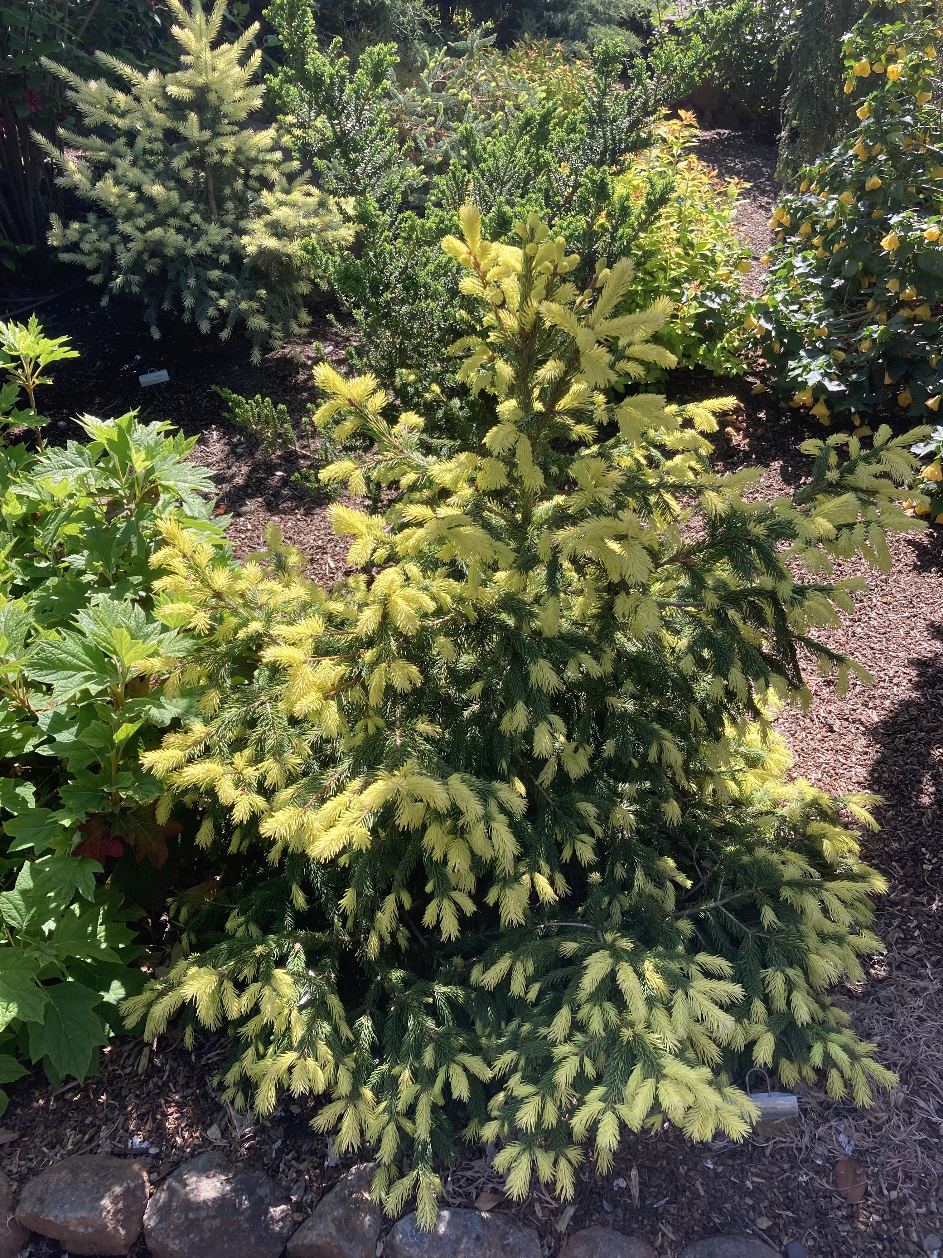 Picea abies 