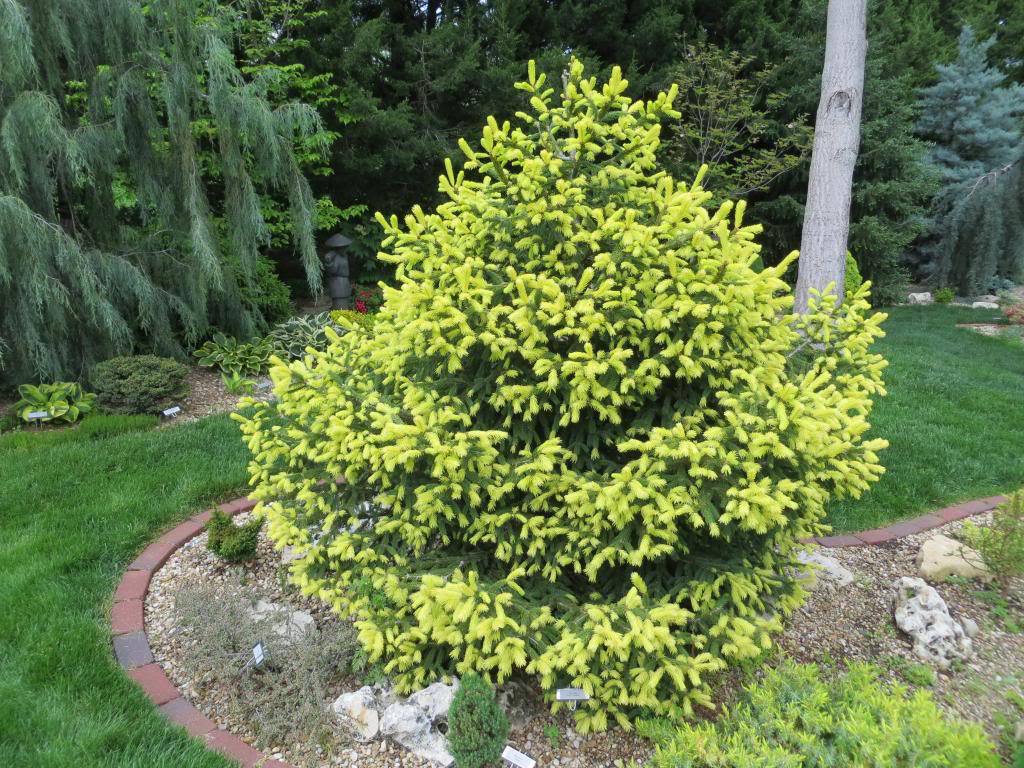 Picea abies 