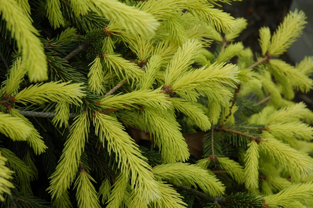 Picea abies 