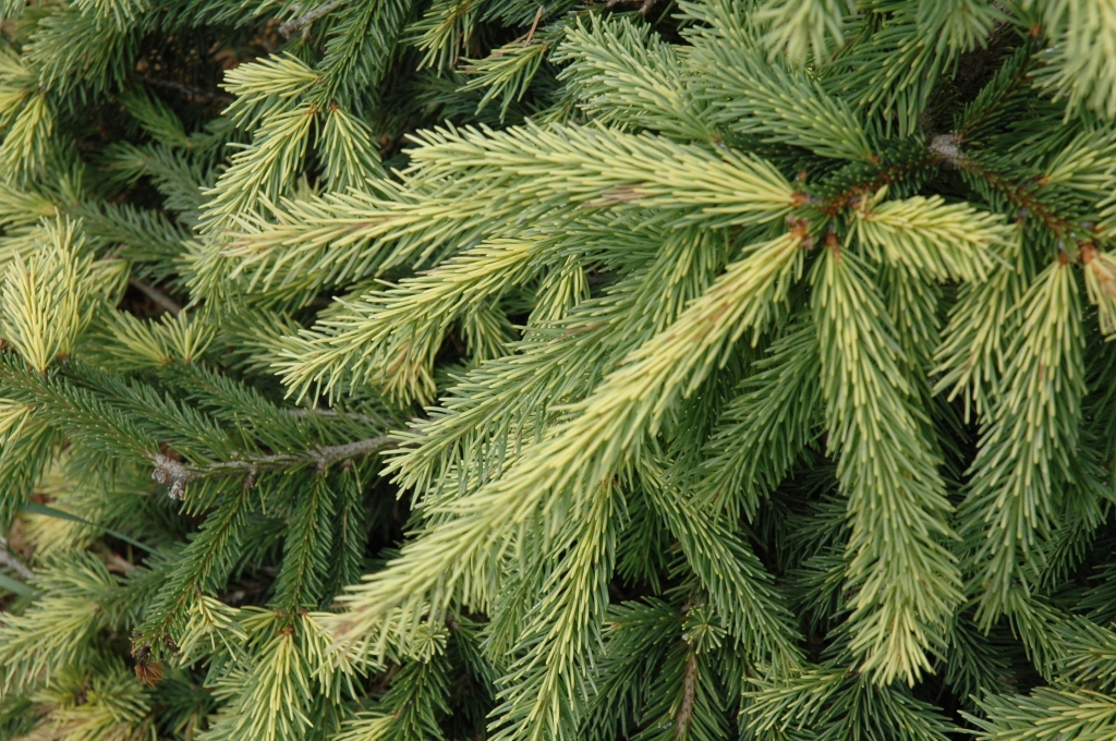 Picea abies 