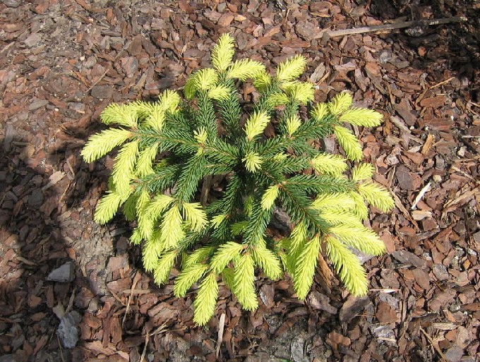 Picea abies 