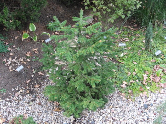 Picea abies 