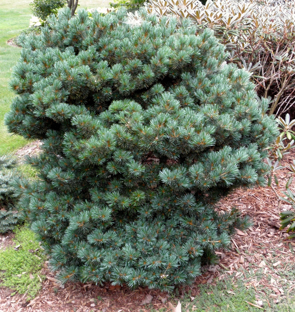 Pinus parviflora 
