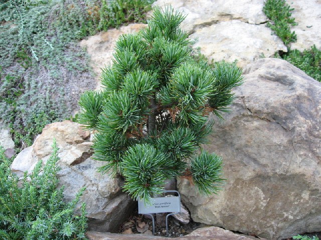 Pinus parviflora 
