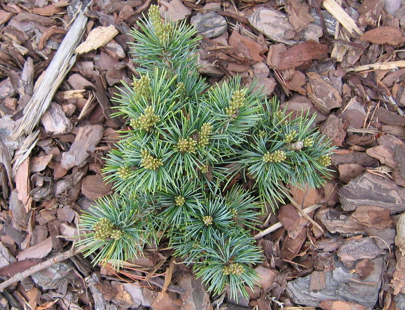 Pinus parviflora 