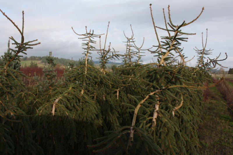 Picea abies 