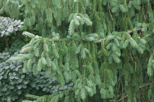 Picea abies 