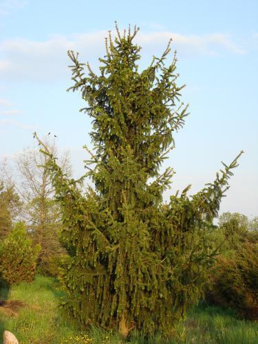 Picea abies 