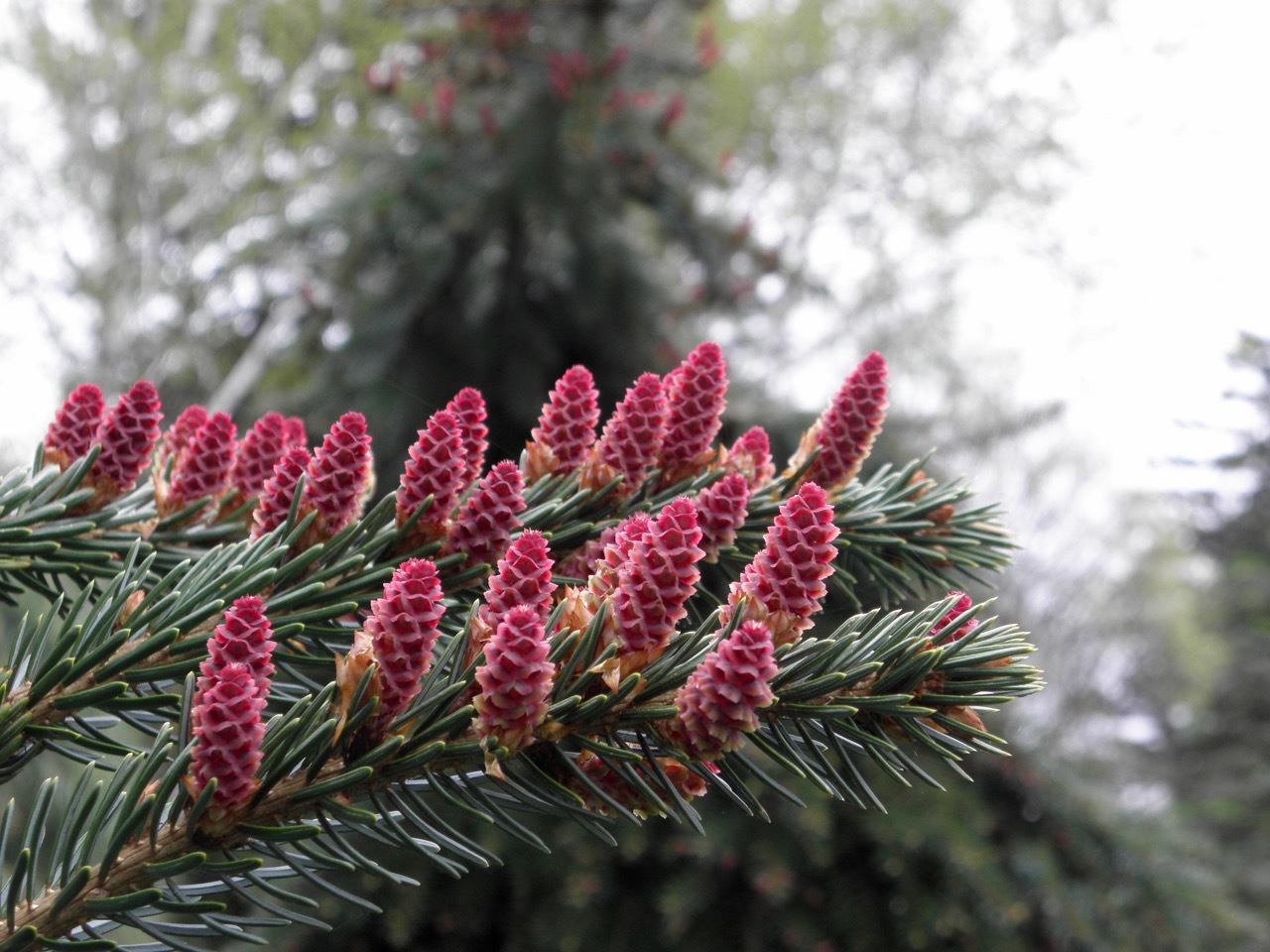 Picea omorika 