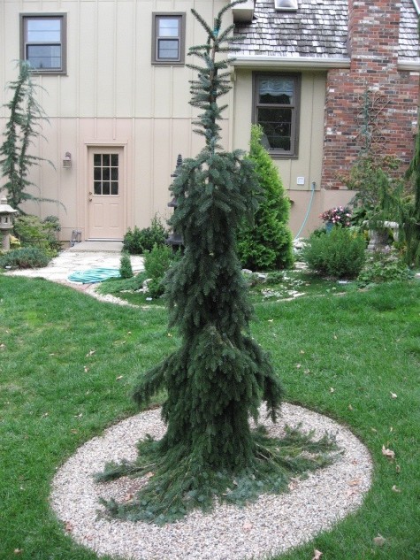 Picea omorika 
