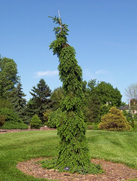 Picea omorika 