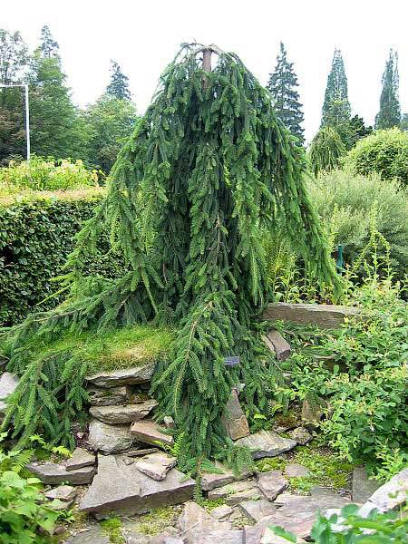 Picea abies 