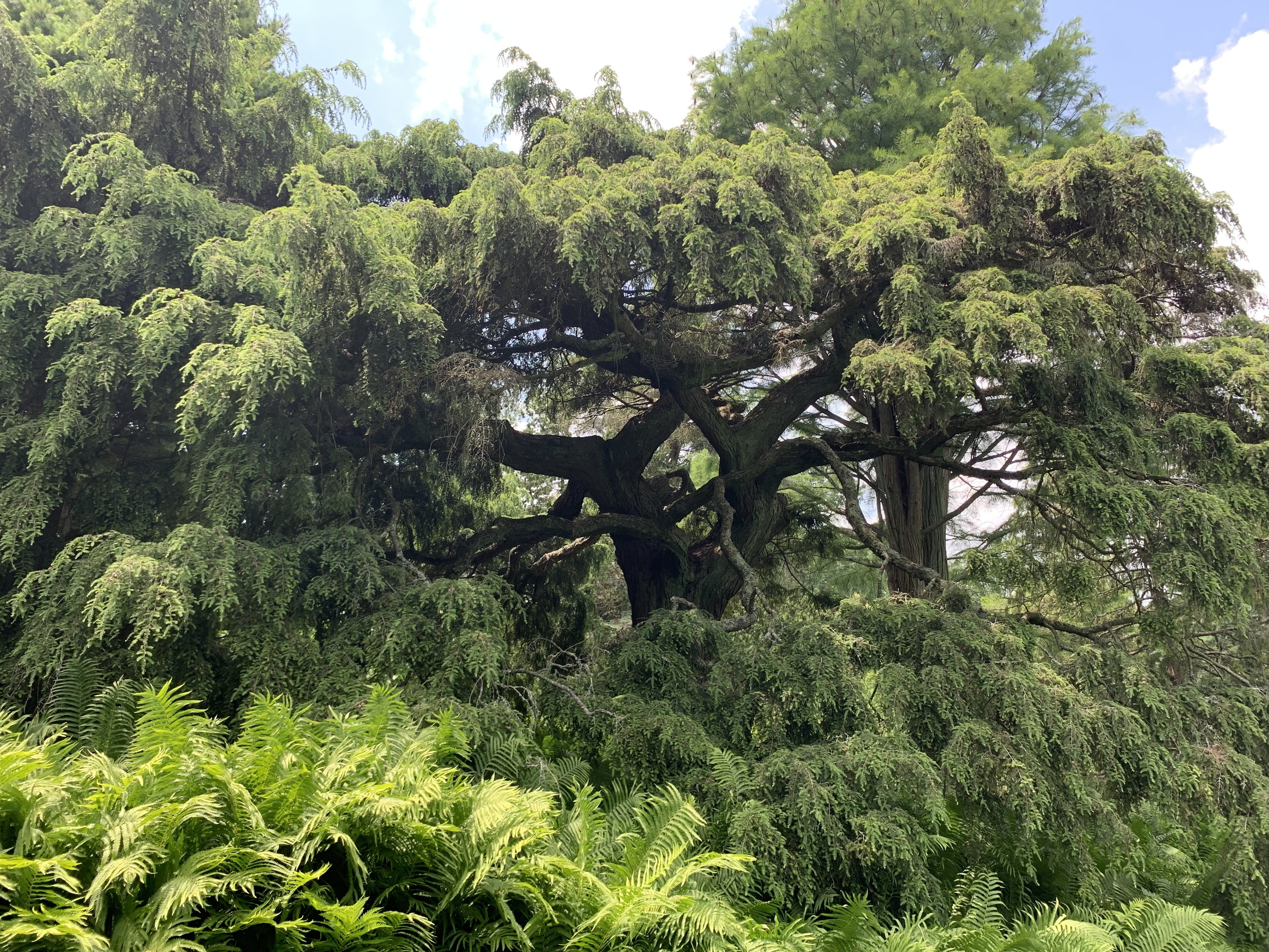 Tsuga canadensis 