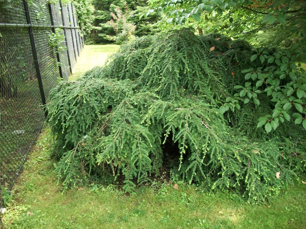 Tsuga canadensis 