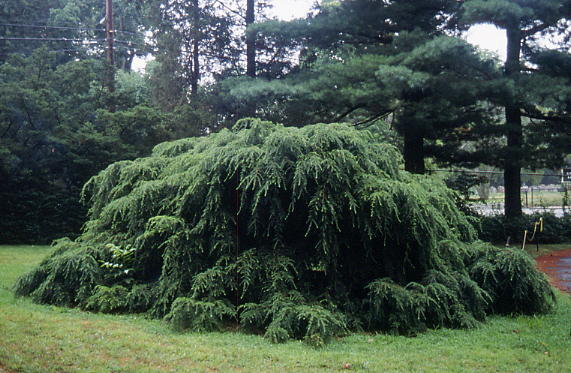 Tsuga canadensis 