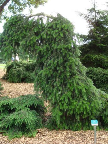 Abies alba 