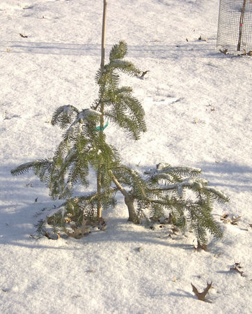 Abies nordmanniana 