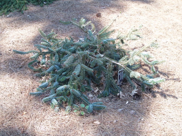 Abies numidica 