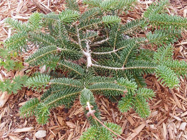 Abies numidica 