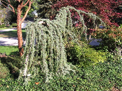 Cedrus atlantica 