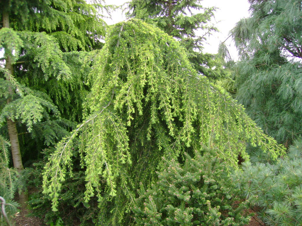 Cedrus deodara 