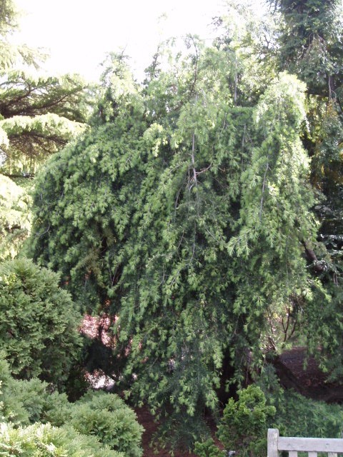 Cedrus deodara 
